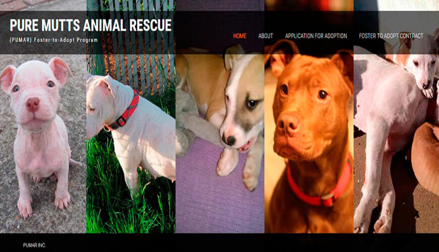 Pure Mutts Animal Adoption